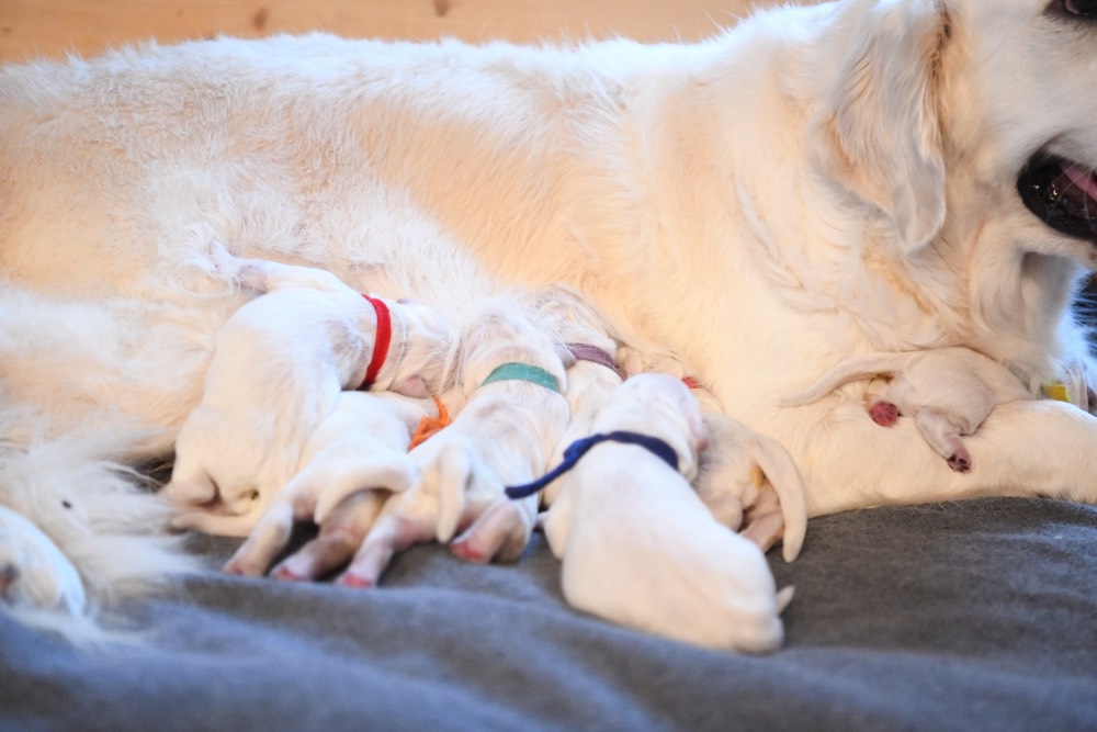 Molly/Luke Newborn Puppy