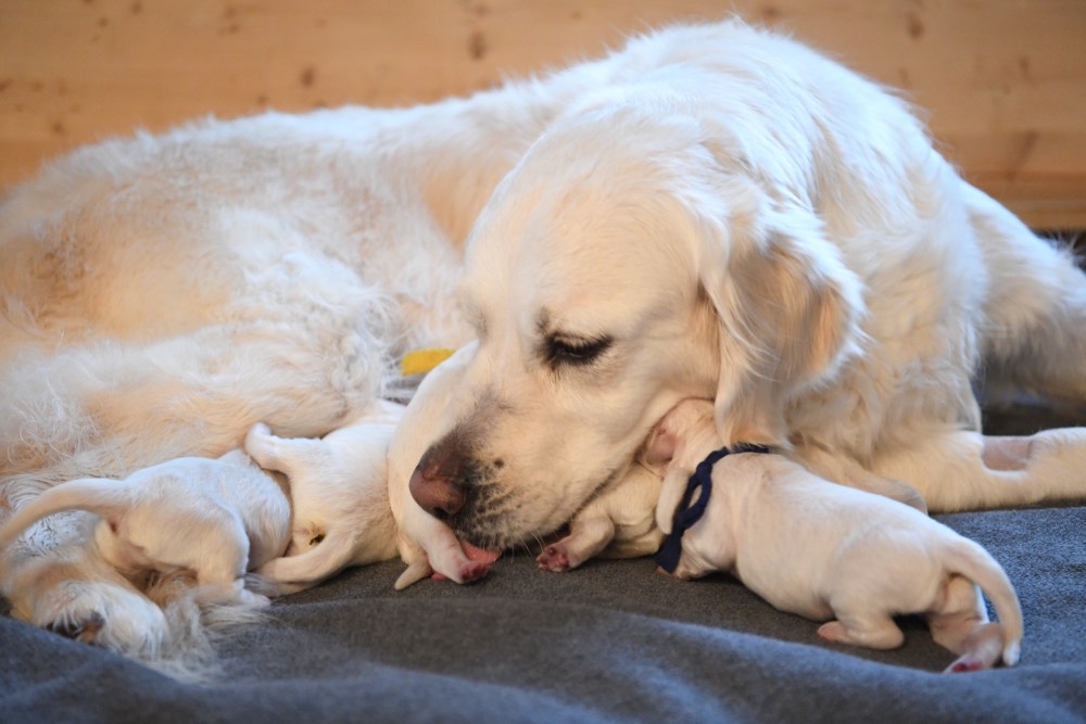 Molly Luke newborn puppy