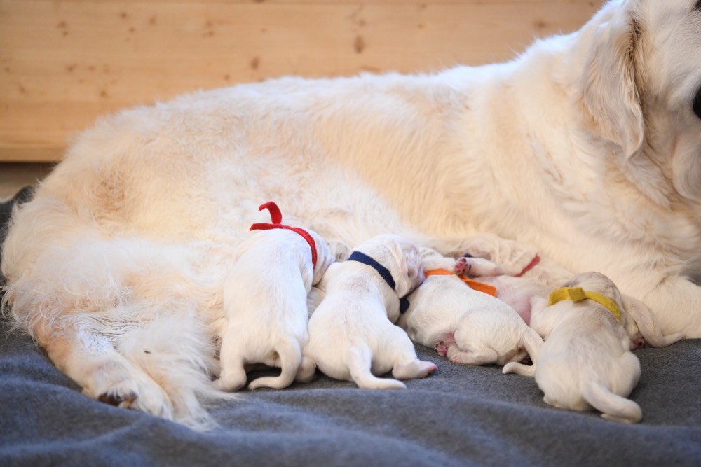 Newborn puppies development