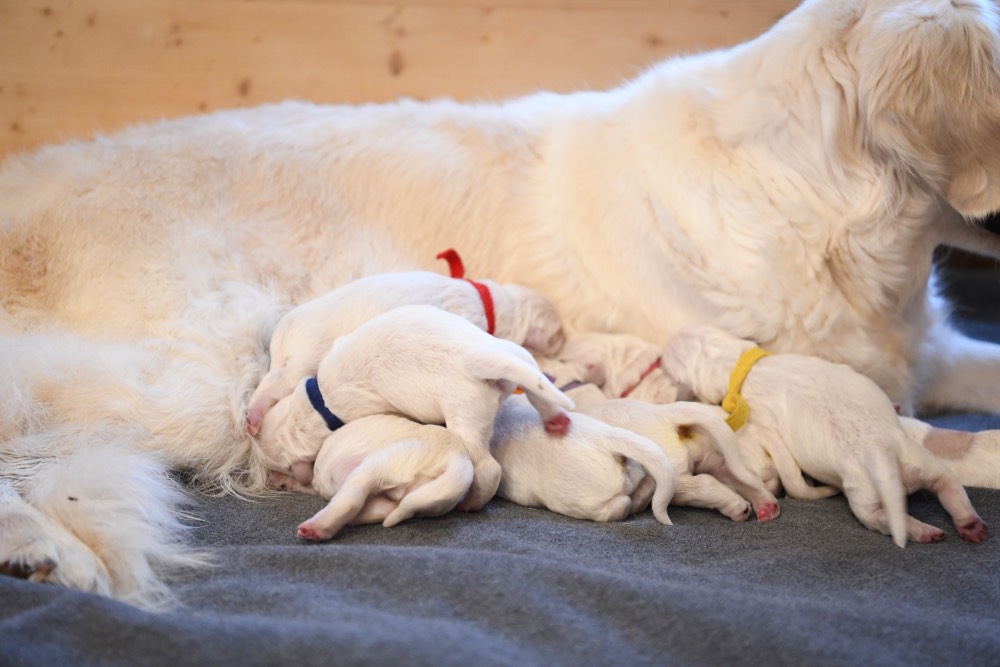 newborn Molly puppies