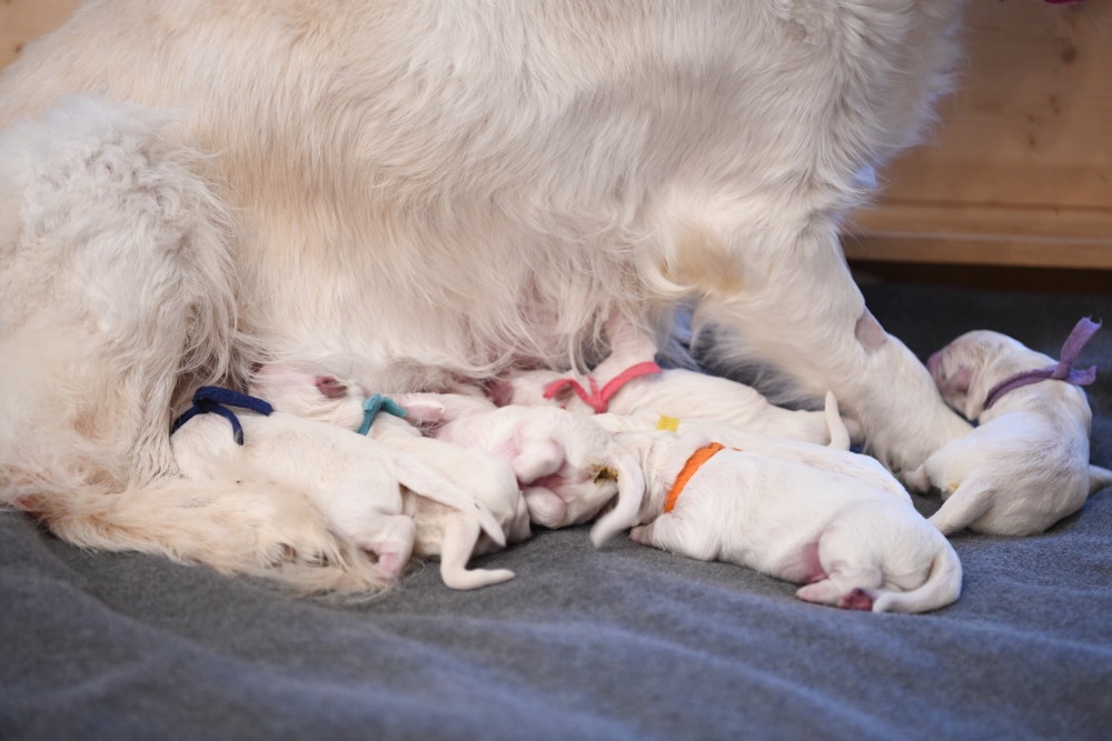 how puppies grow up