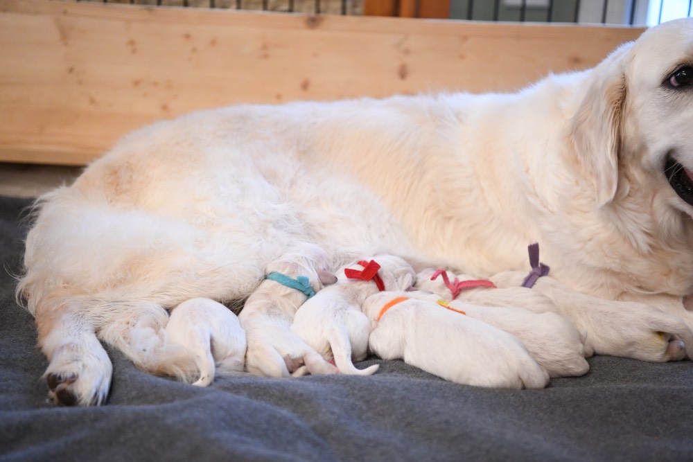 newborn puppies from Molly and Luke