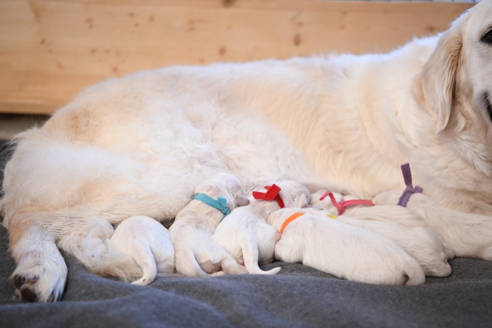 newborn puppy pictures