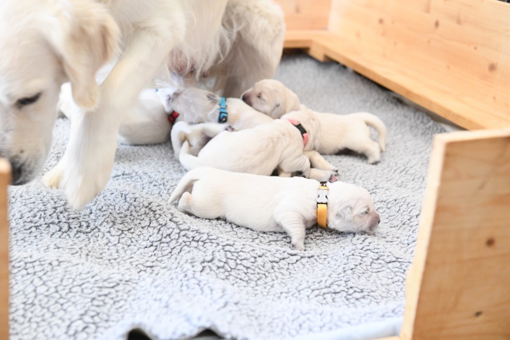 Molly and 1 week old puppies