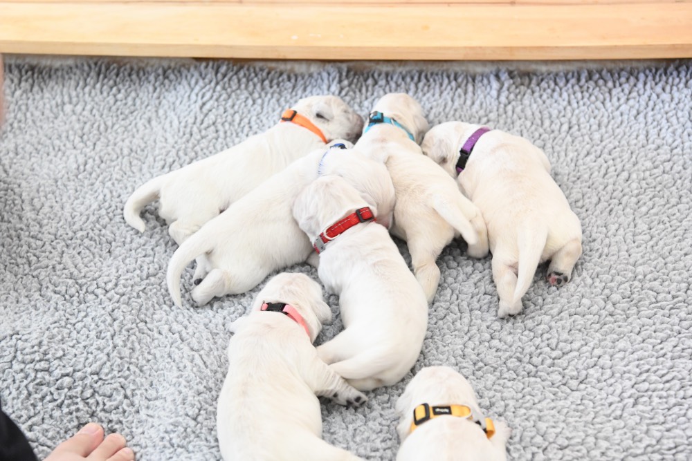 Molly's 1 week old puppies