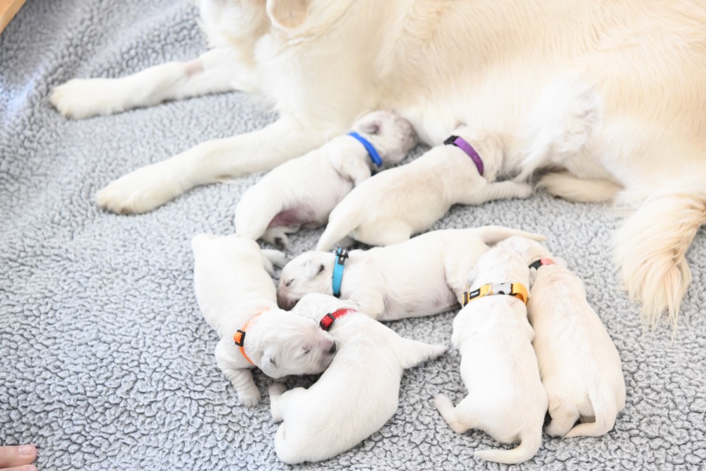 1 week old puppies with Molly
