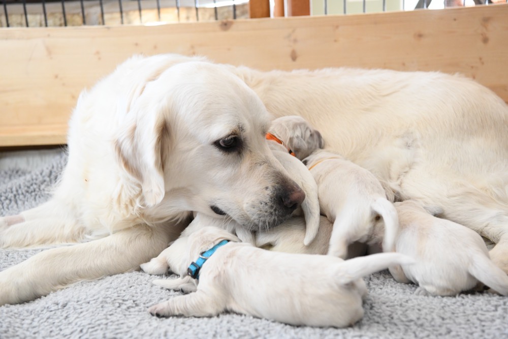 mom cleaning 1 week old puppies