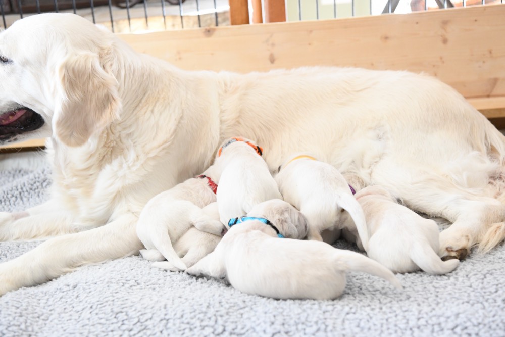 1 week old puppies nursing