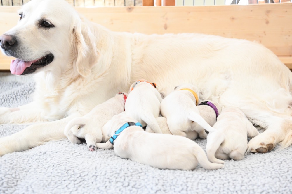 mom with 1 week old puppies