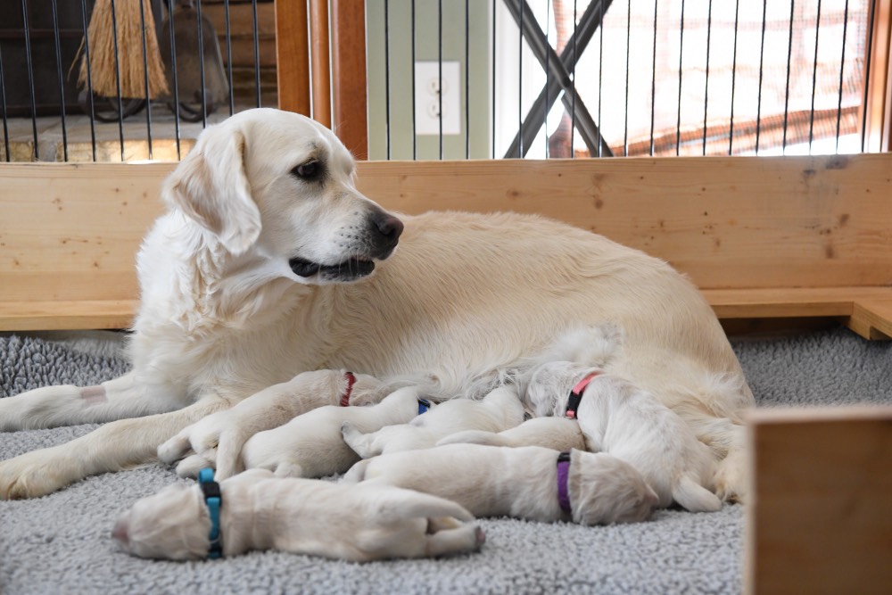 Molly with 1 week old puppies
