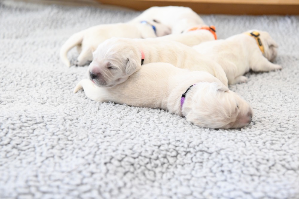 1 week old puppy lying on another