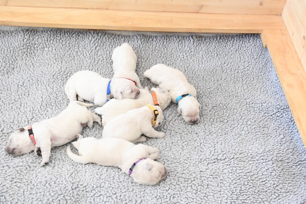 1 week old puppies