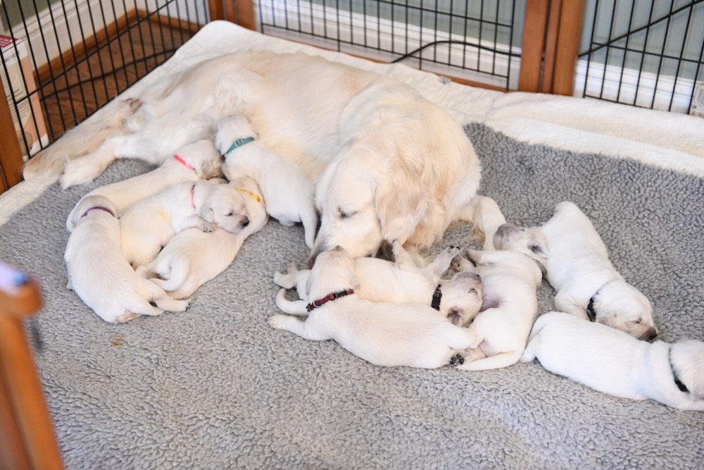 Eva and her 2 week old puppies