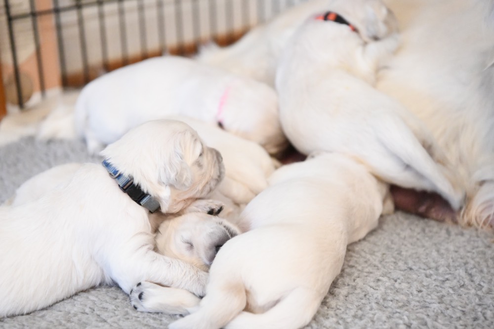 A few 2 week old Eva puppies