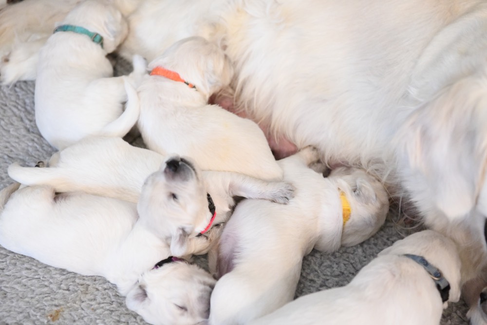 Some of Eva's 2 week old puppies