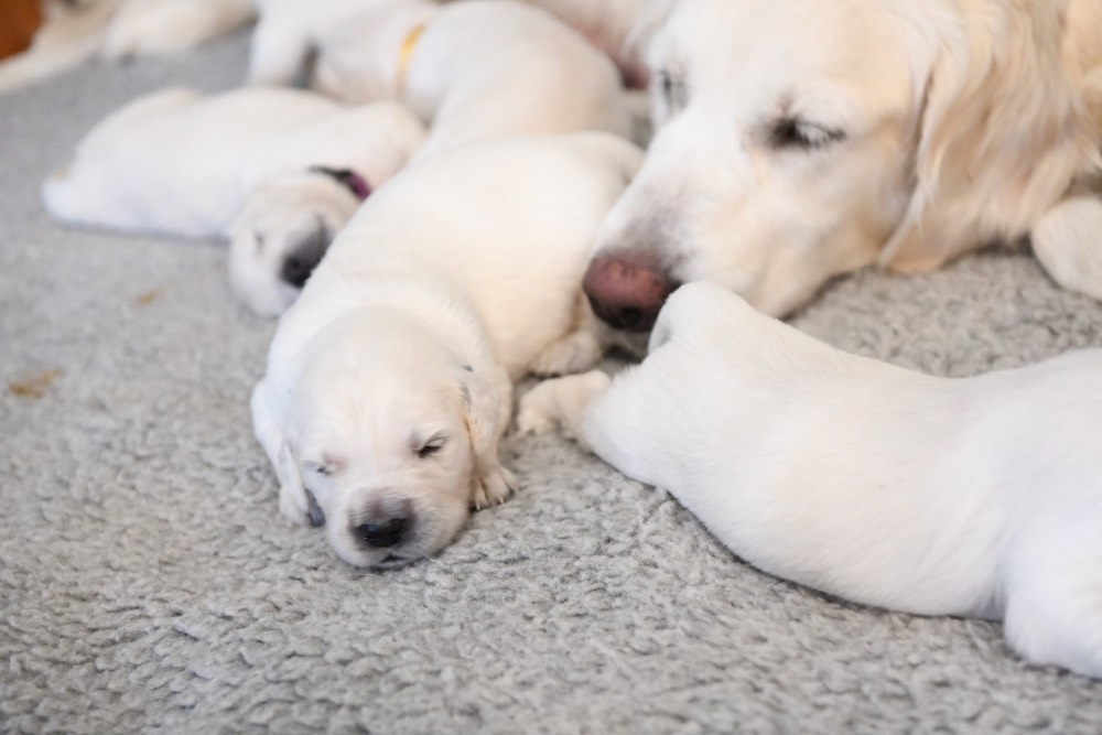 Eva's head with 2 week old puppies