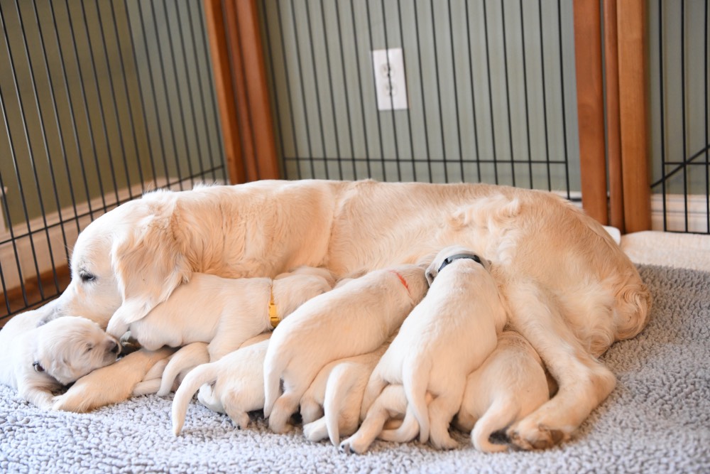 Eva and 10 2-week old puppies
