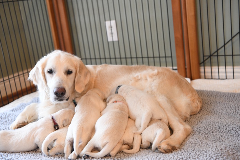 Beautiful Eva with 2 week old puppies