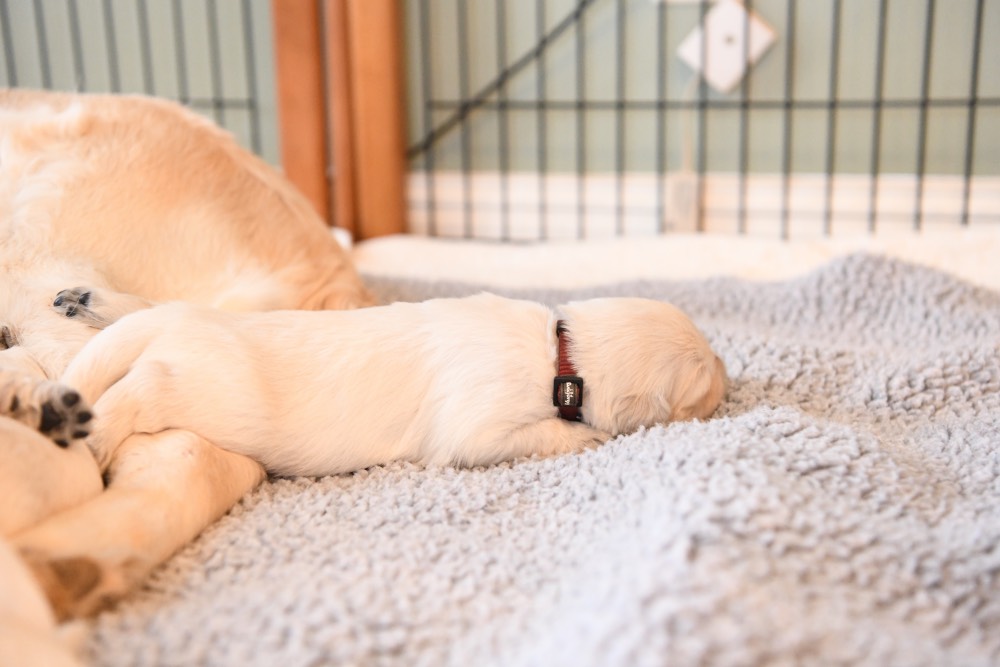A 2-week old puppy