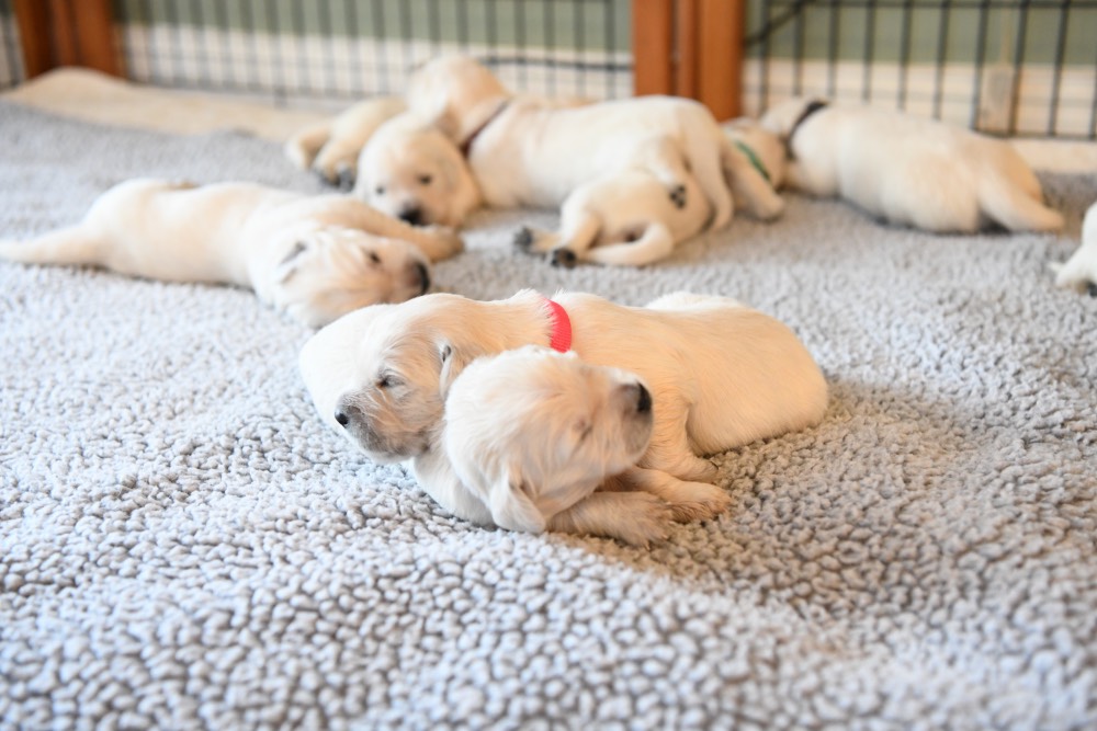 Eva's 2 week old pups