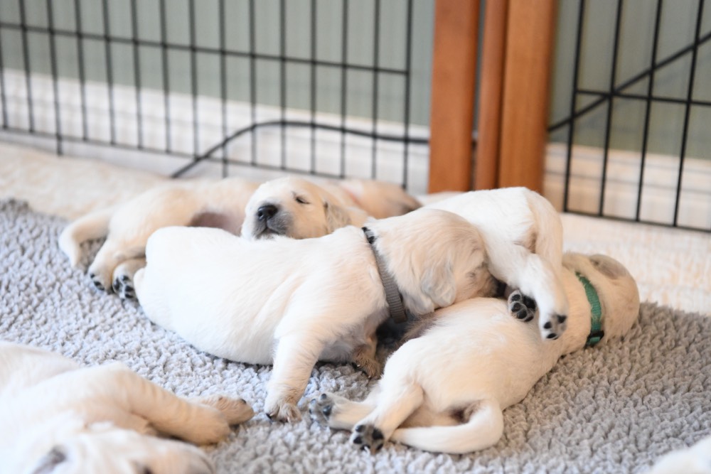 2 week old puppy pile