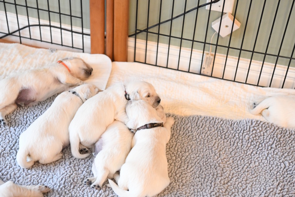 Five 2-week old puppies