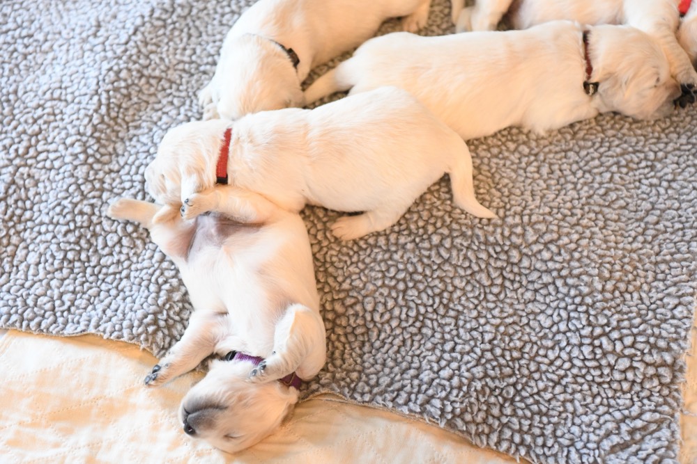 2 week old puppy on her back