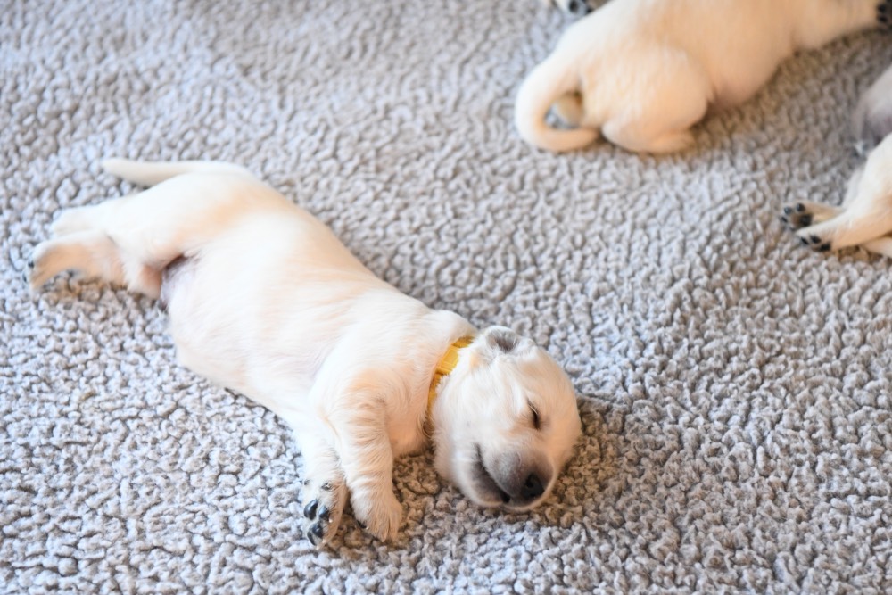 a sleeping two week old puppy