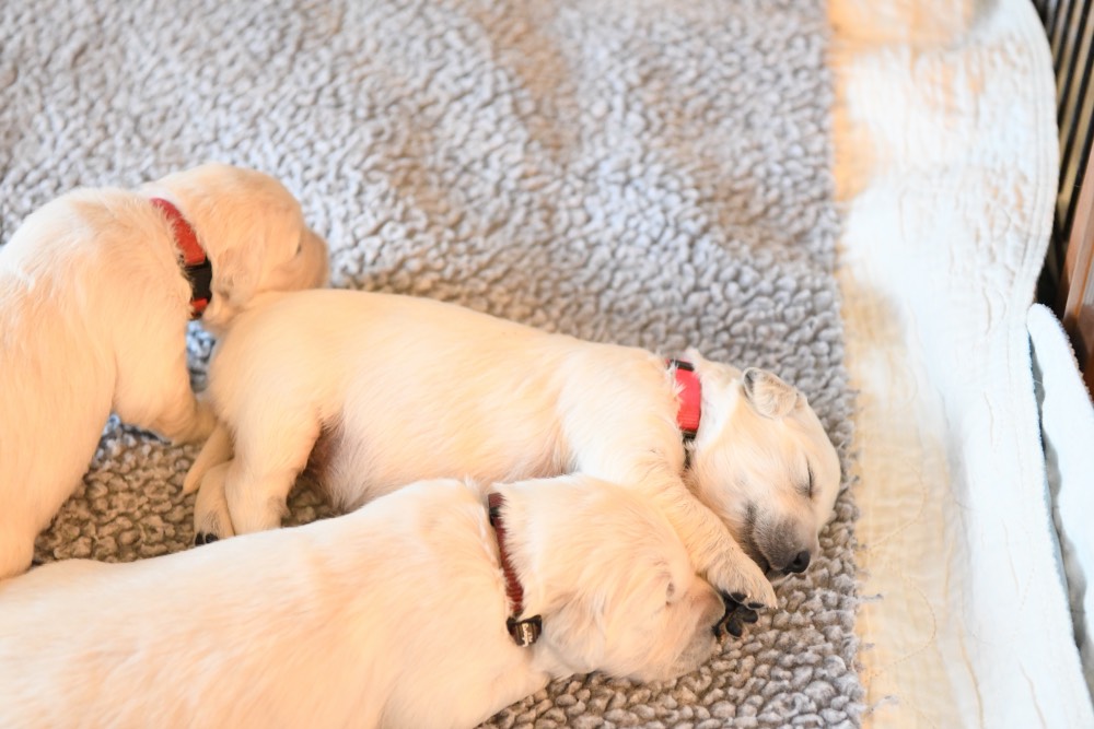 two sleeping 2-week old puppies