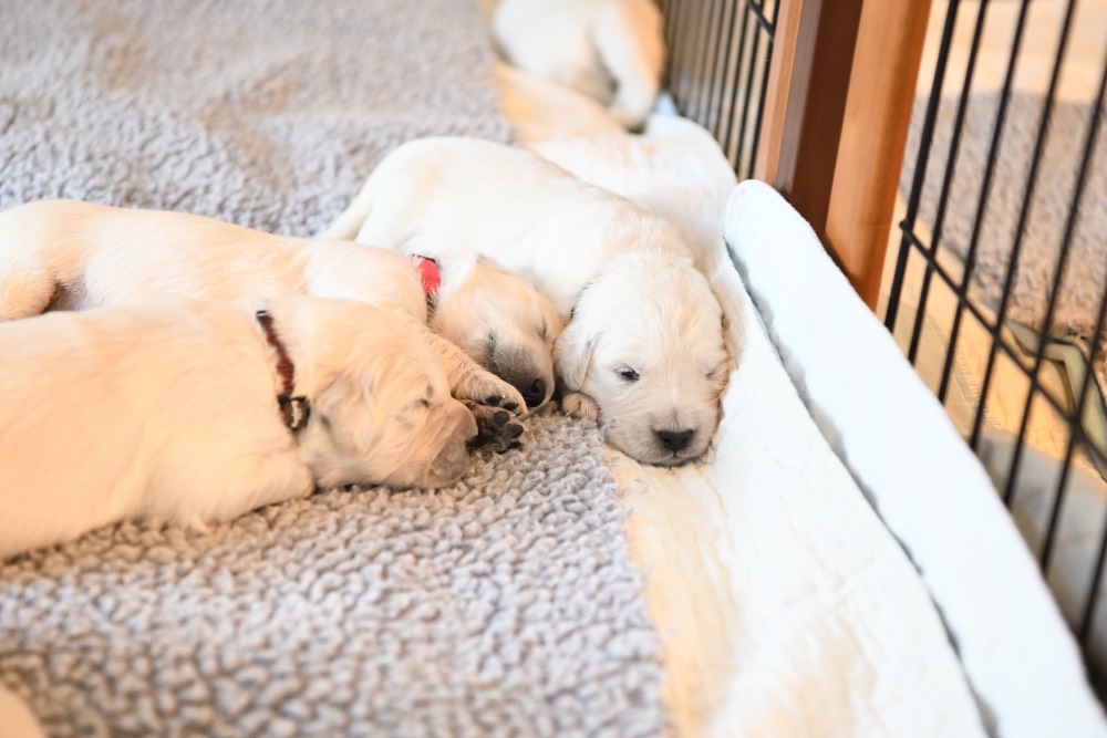 three 2-week old puppies