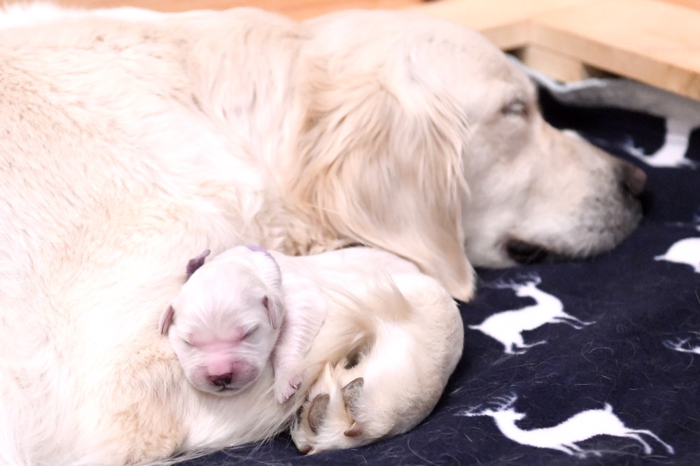 Newborn puppy with Mom (Tara)