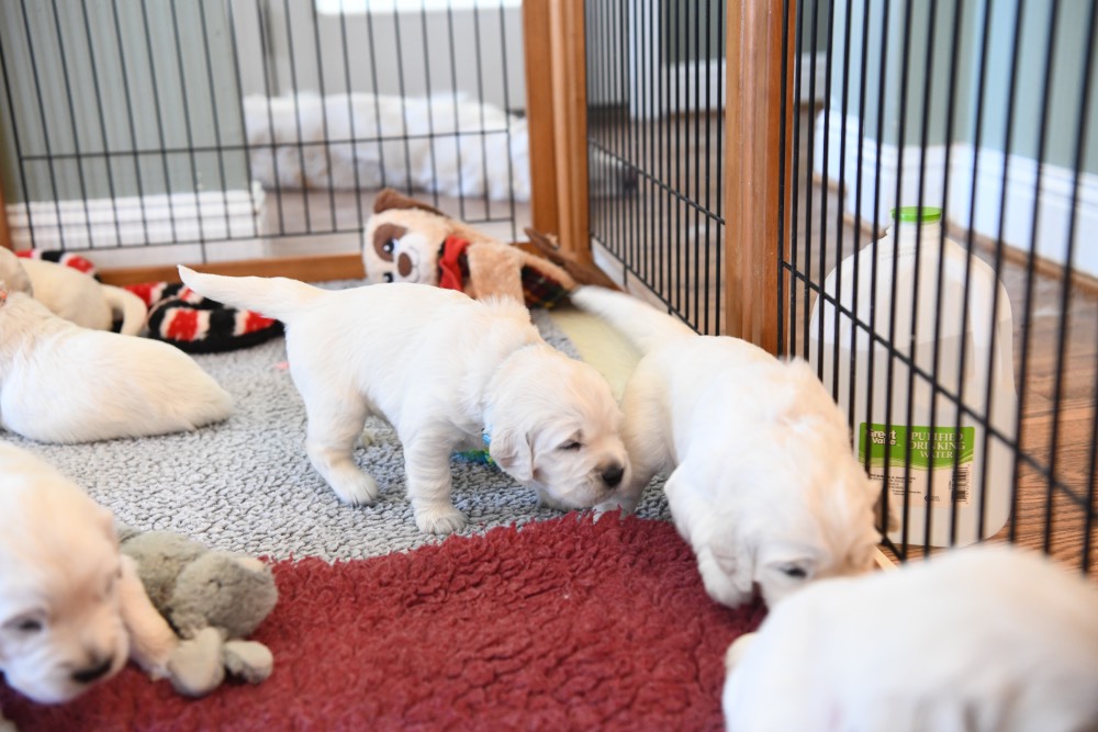 a 3 week old puppy