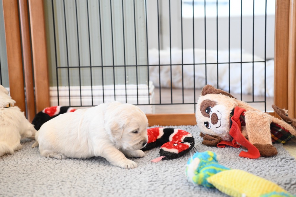 Molly's 3 week old puppy