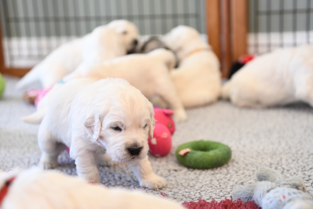 A Molly puppy
