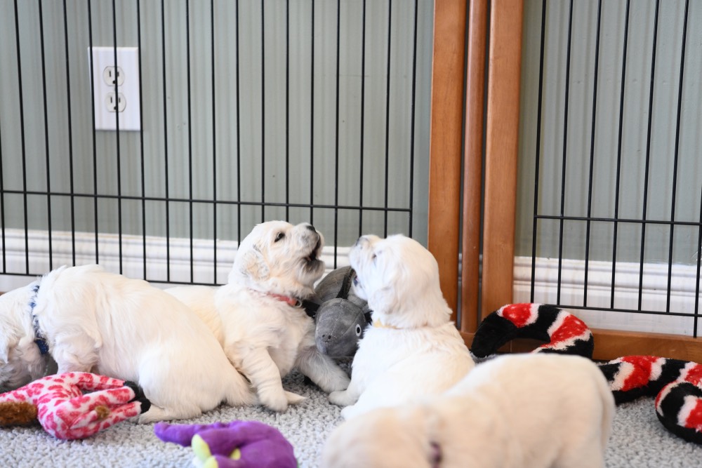 3 week old pupies learning to play