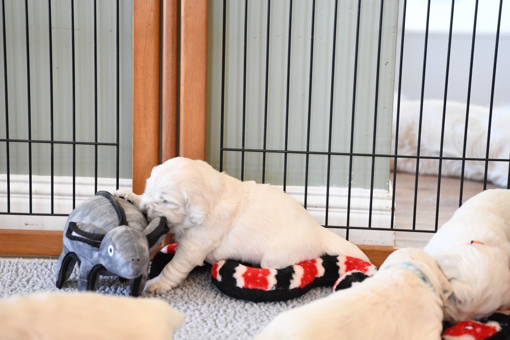 3 week old puppy playing with a toy