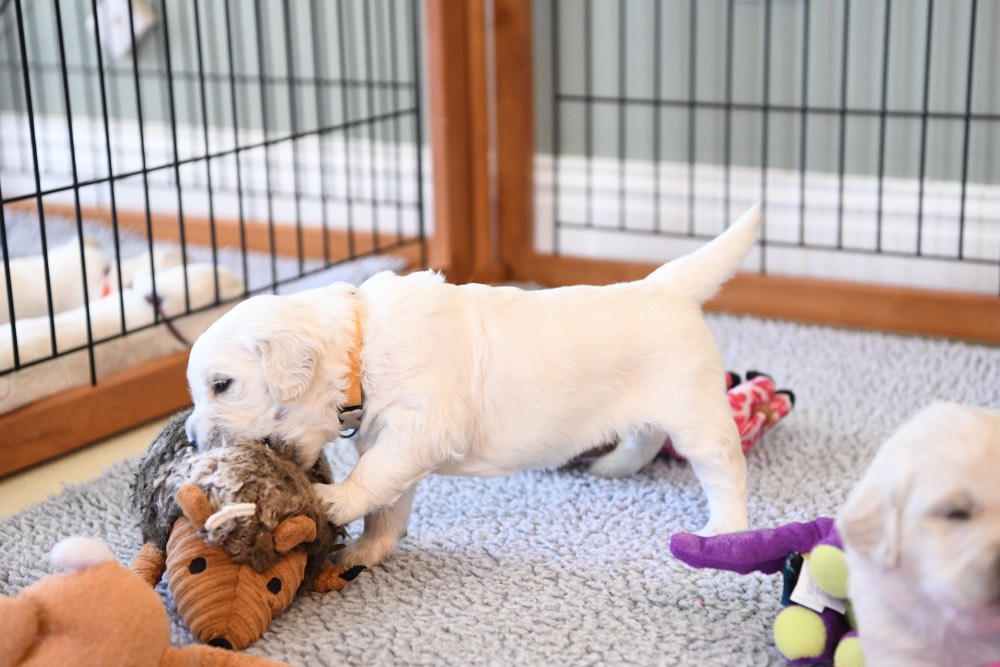 another 3 week old puppy playing