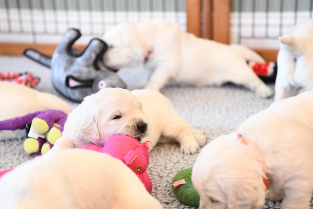 we love our toys