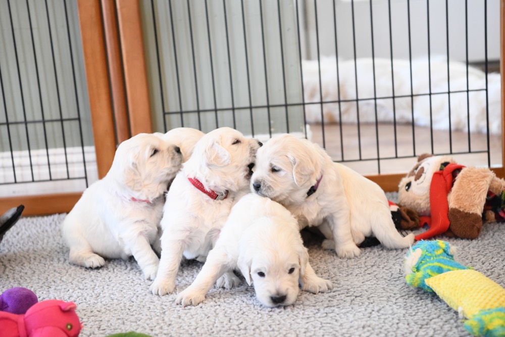 group shot of 3 week old puppies