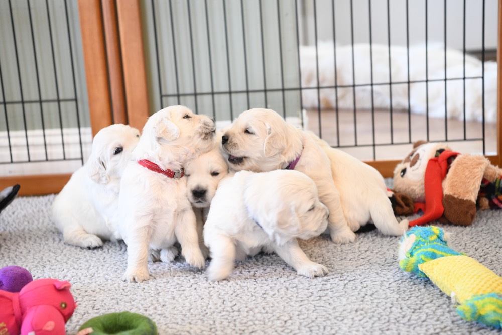 Molly's litter