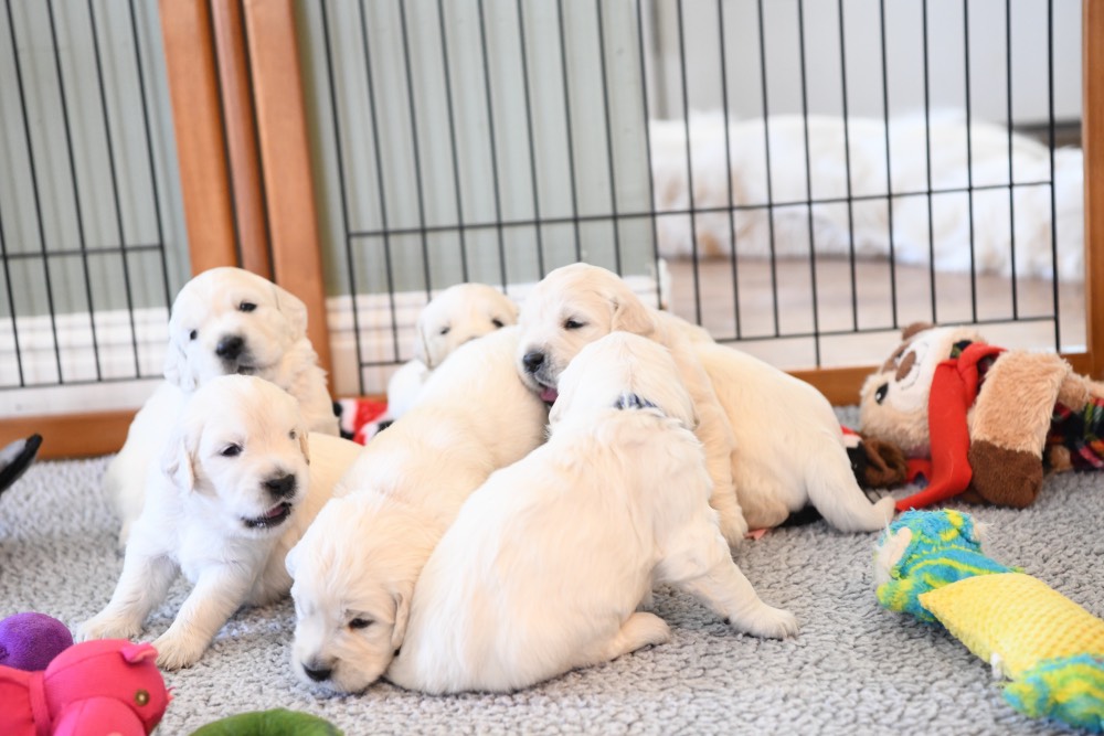 Molly's 3 week old litter