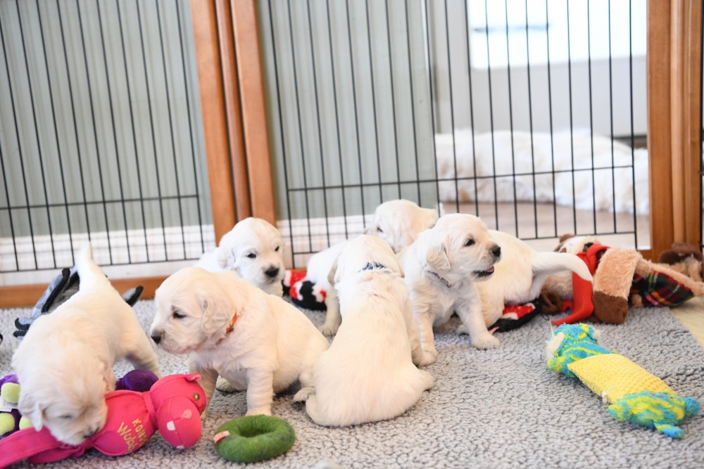 molly's litter at 3 weeks