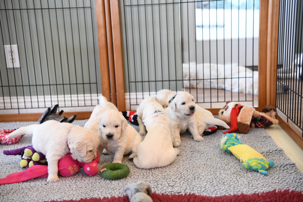 3 week old litter of puppies