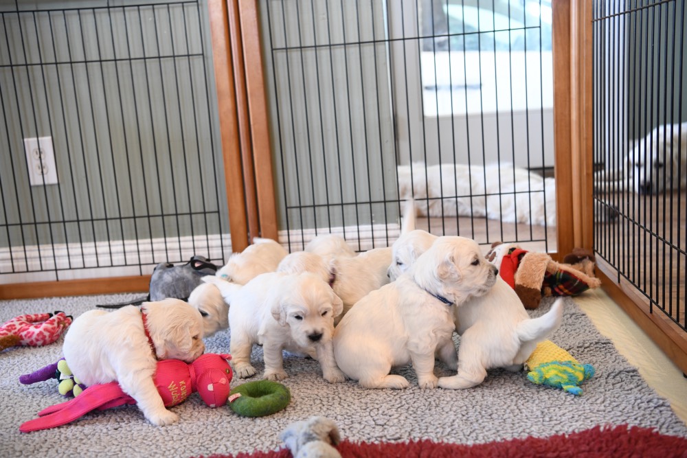 Molly's puppies playing