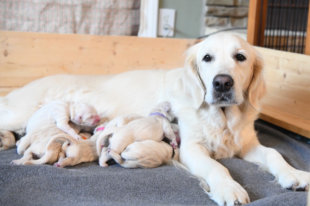 Piper looking at camera with newborn puppies
