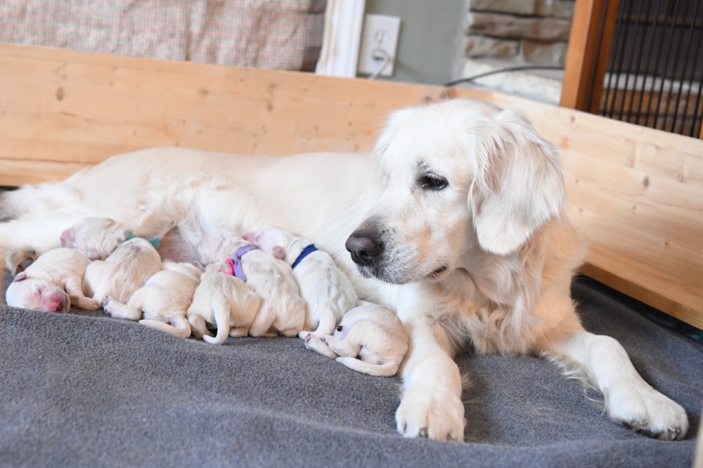 Piper looking left with newborn puppies