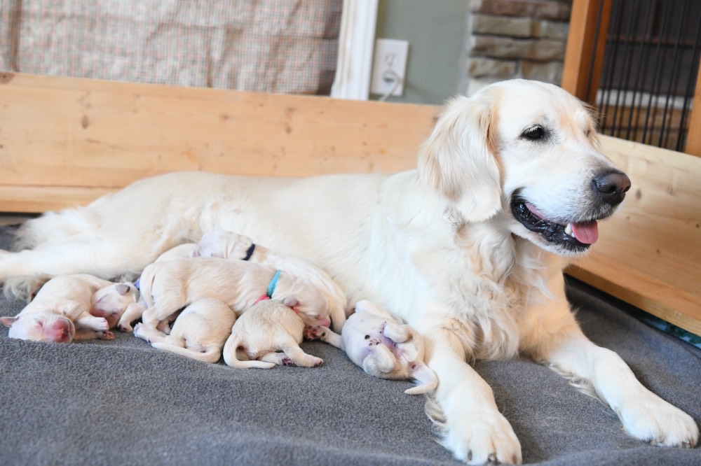 Piper smiling with newborn puppies