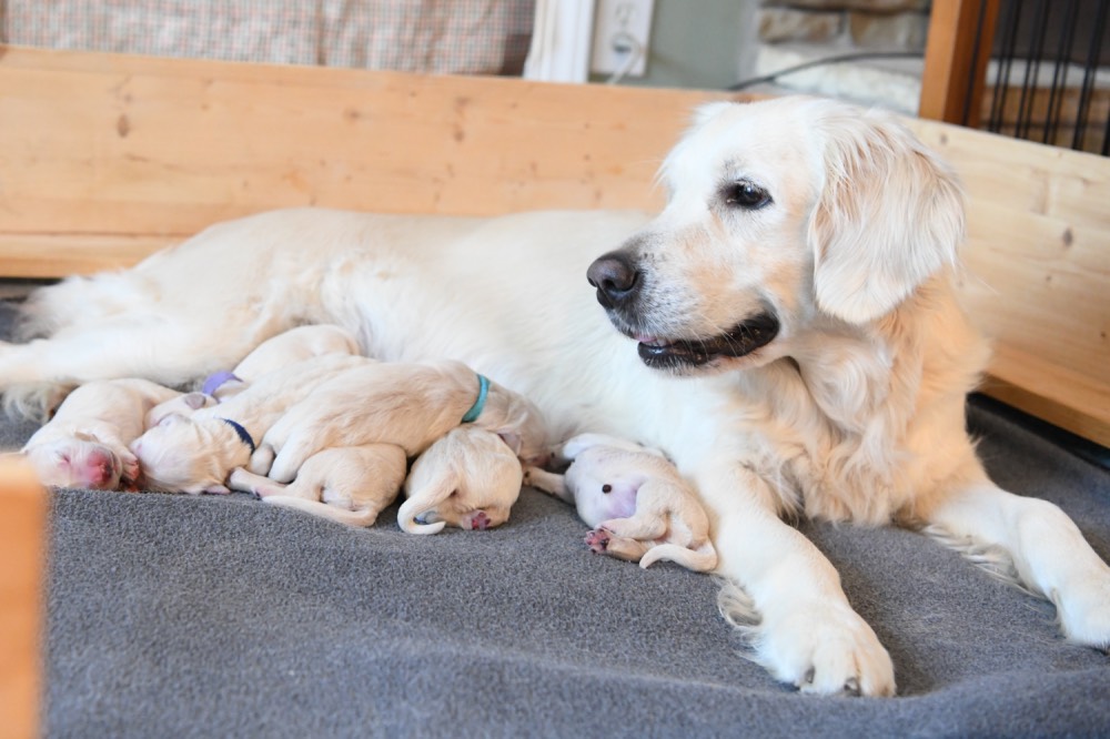 Piper with her newborn puppies