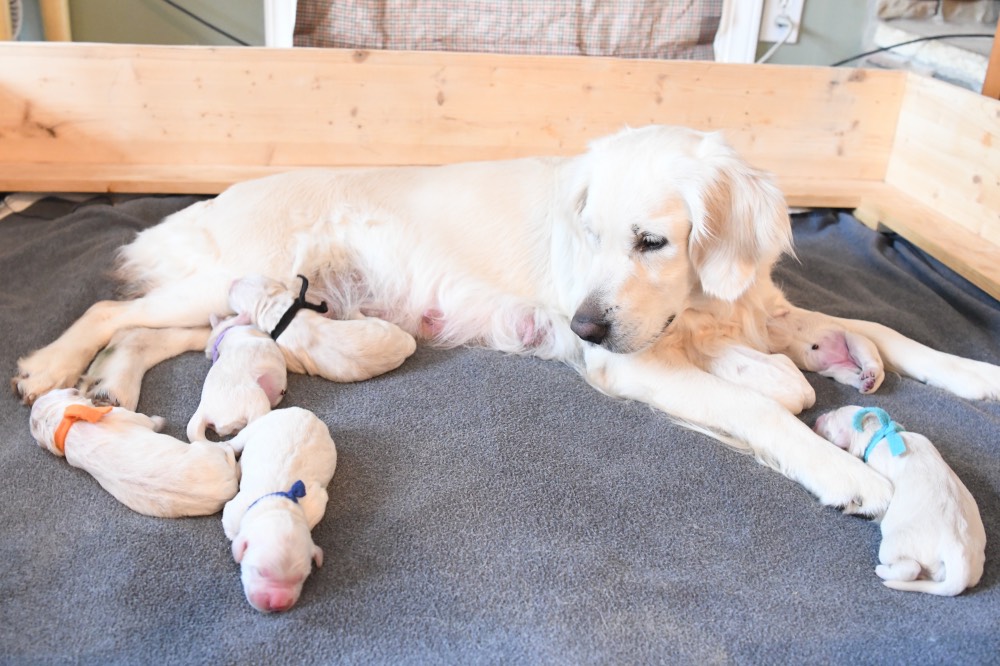 Piper gazing at newborn puppies