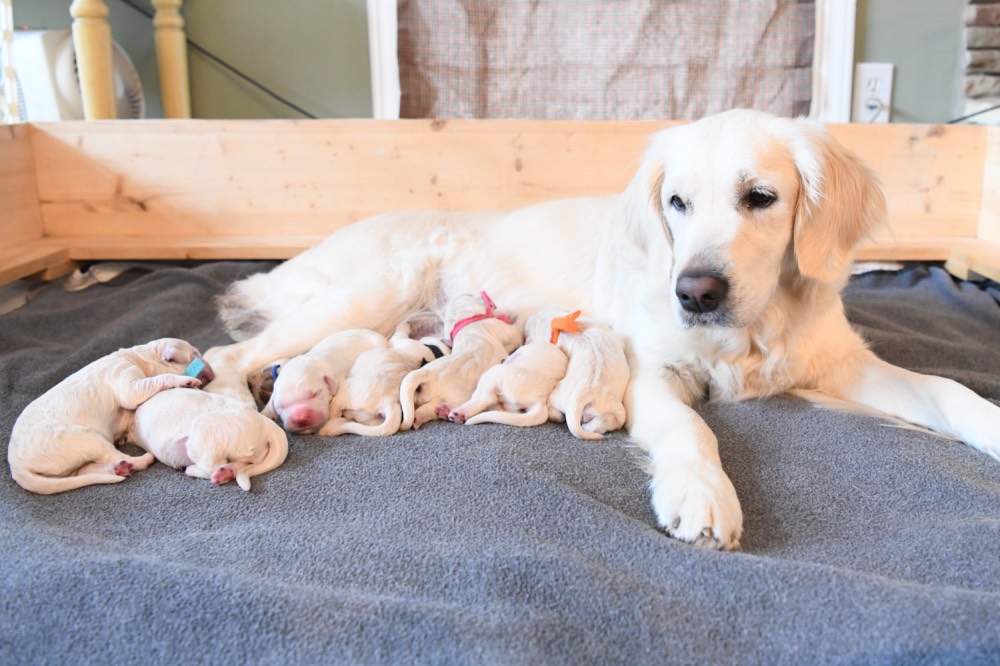 Piper looking gorgeous with newborn puppies